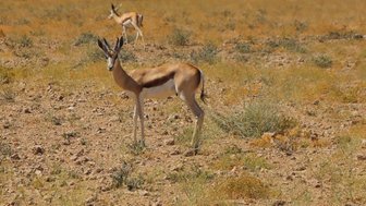 Eine Antilope steht auf einer Wiese - Namibia mit Kindern