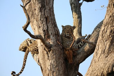 Leopard liegt mit seiner Beute auf einem trockenen Baum im Kruger-Nationalpark – Südafrika Reise mit Kindern