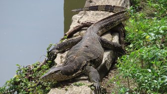 Bindenwaran sonnt sich am Flussufer des Kinabatangan inmitten der Natur – Malaysia & Borneo Familienreise