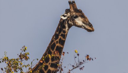 Giraffe läuft durch die Savanne bei einer Self-Drive Safari – Südafrika Familienreise