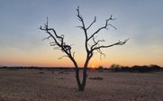 Baum in Wüste bei Sonnenuntergang - Namibia for family individuell Dachzelt - Namibia mit Kindern individuell im Dachzelt bereisen