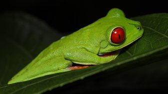 La Tigra Frosch mit leuchtend roten Augen auf grünem Blatt – Costa Rica Familienreise