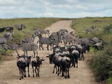 Zebras und Streifengnus im Serengeti-Nationalpark unterwegs – Tansania mit Kindern