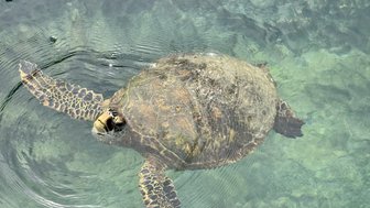 Eine Meeresschildkröte schwimmt ruhig im klaren Wasser, ihre Schuppen glänzen im Sonnenlicht.