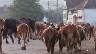 Eine Gruppe von Kühen und ein schwarzes Pferd bewegen sich auf einer ländlichen Straße, umgeben von Häusern und Bäumen.