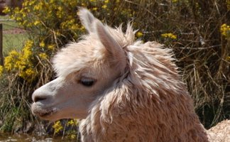 Zwei Lamas stehen friedlich in einer sonnigen Landschaft, umgeben von gelben Blumen und einem steinernen Hintergrund.