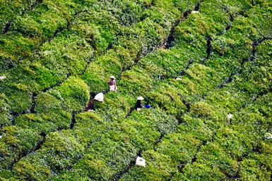 Geordnete Reihen von Teebüschen formen ein faszinierendes Muster in der Hügellandschaft der Cameron Highlands – Malaysia & Borneo Reise mit Kindern