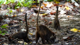 Mehrere Nasenbären fressen im Corcovado-Nationalpark – Costa Rica mit Kindern