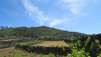 Eine grüne Hügellandschaft mit terrassierten Feldern, umgeben von alten Steinmauern und strahlend blauem Himmel.