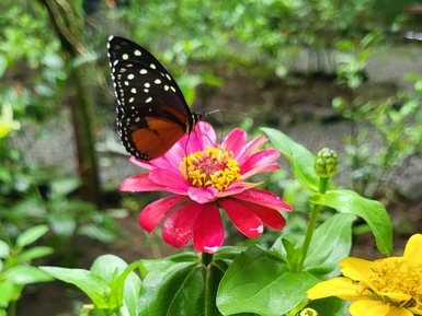 Schmetterling sitzt auf einer Blume im EcoCentro Danaus in Alajuela – Costa Rica Reise mit Kindern