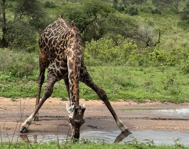 Giraffe beim Trinken an einem Wasserloch im Serengeti-Nationalpark – Tansania Reise mit Kindern