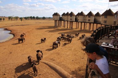 Eine Gruppe von Elefanten wandert durch die trockene Savanne, während Kinder von einer Aussichtsplattform zuschauen.