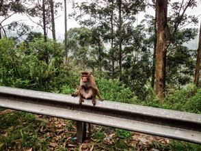 Ein neugieriger Affe sitzt am Straßenrand – Sri Lanka Reise mit Kindern