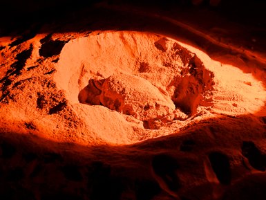 Schildkröte bei der Eiablage im Ras Al Jinz Turtle Reserve – Oman Familienreise