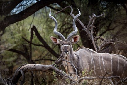 Ein majestätischer Kudu mit beeindruckenden, spiralförmigen Hörnern steht zwischen den Ästen eines Baumes.