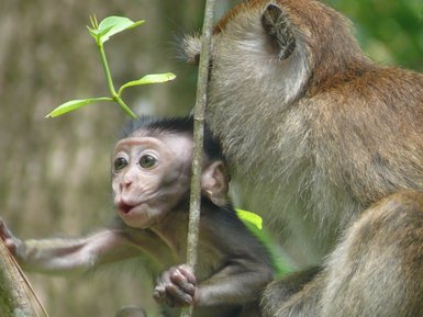 Affenbaby sitzt dicht neben seiner Mutter auf einem Ast – Malaysia & Borneo mit Kindern