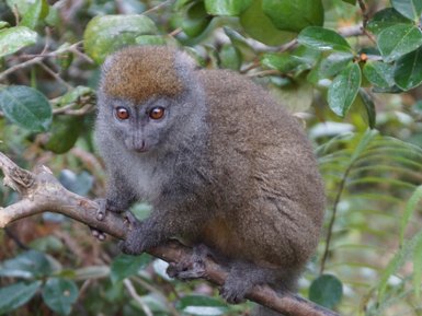 Ein Goldener Bambuslemur sitzt auf einem Ast, umgeben von üppigem, grünem Laub und zeigt seine großen, neugierigen Augen.