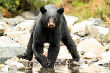 Ein schwarzer Bär steht auf Steinen in einem Gewässer, umgeben von grüner Vegetation und glatten Felsen.