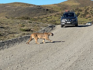 Ein Puma schreitet über einen Schotterweg in einer bergigen Landschaft, während ein Auto in der Nähe steht.
