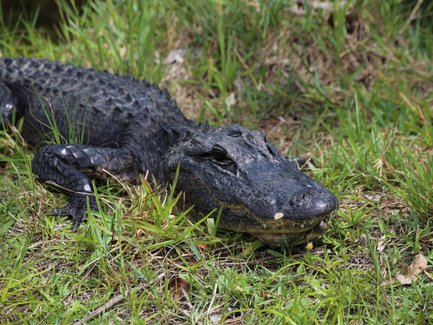 Ein Alligator liegt entspannt im hohen Gras der Everglades, seine schuppige Haut glänzt im Sonnenlicht.
