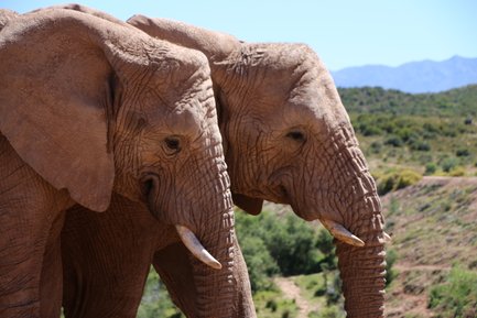 Zwei Elefanten aus nächster Nähe in der Buffelsdrift Game Lodge – Garden Route Familienreise