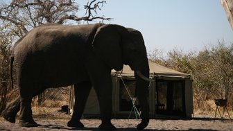 Ein majestätischer Elefant wandert in der Nähe eines Zeltes, umgeben von trockener Vegetation und einem klaren Himmel.