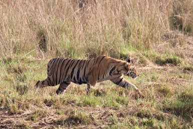 Ein Tiger schleicht durch hohes Gras, seine markanten Streifen heben sich deutlich von der Umgebung ab.