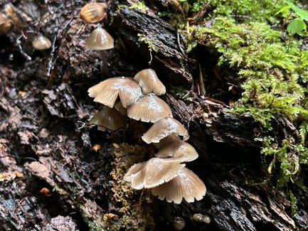 Eine Gruppe kleiner, brauner Pilze wächst auf einem moosbedeckten Baumstamm im dichten Wald.