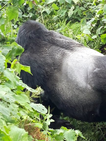 Ein Gorilla bewegt sich durch üppiges, grünes Unterholz, während er nach Nahrung sucht und die Umgebung erkundet.