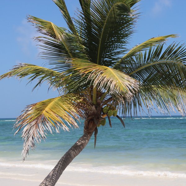 Nahaufnahme einer Palme mit Kokosnüssen vor tropischem Strandpanorama – Mexiko Familienreise