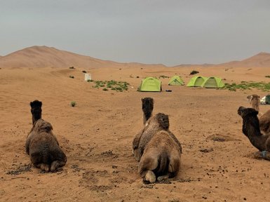 Drei Kamele sitzen im Sand, während grüne Zelte im Hintergrund unter einem bewölkten Himmel sichtbar sind.