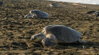 Drei Schildkröten liegen entspannt am Strand, umgeben von feinem Sand und dem sanften Rauschen der Wellen im Hintergrund.