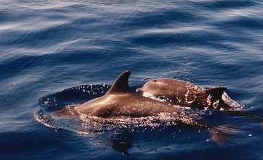 Zwei Delfine schwimmen spielerisch in den tiefblauen Gewässern, während Sonnenlicht auf der Wasseroberfläche glitzert.