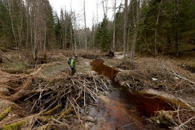 Ein Wanderer steht auf einem Damm aus Ästen und beobachtet einen schmalen, braunen Bach in einem bewaldeten Gebiet.