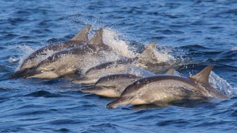 Mehrere Delfine gleiten elegant durch das klare Meer – Sri Lanka mit Kindern