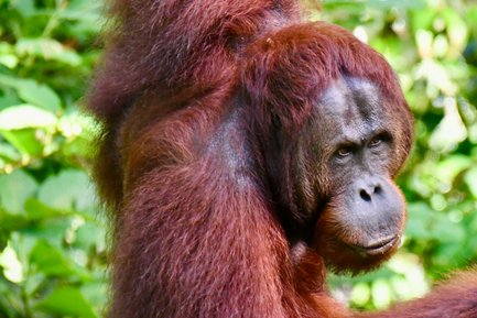 Nahaufnahme zeigt das Gesicht eines Orang-Utans im Semenggoh Wildlife Center – Malaysia & Borneo Reise mit Kindern