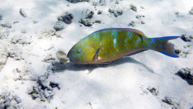 Ein bunter Fisch schwimmt über den sandigen Meeresboden, umgeben von kleinen Steinen und Korallenfragmenten.