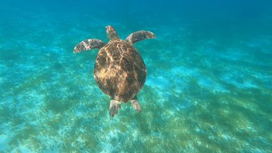 Eine Meeresschildkröte schwimmt elegant durch das klare, türkisfarbene Wasser, umgeben von sanften Wasserpflanzen.