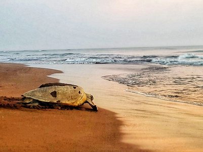 Eine große Meeresschildkröte kriecht am Strand des Tortuguero Nationalparks entlang – Costa Rica Reise mit Kindern