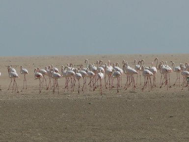 Flamingos laufen an Land - Namibia Familienurlaub