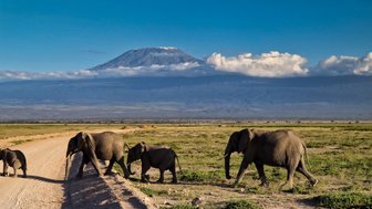 Eine Gruppe von Elefanten überquert einen staubigen Weg, während der majestätische Kilimandscharo im Hintergrund sichtbar ist.