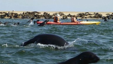 Mehrere Robben springen neben einem Kajak aus dem Wasser - Namibia Urlaub mit Kindern