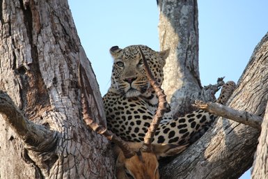 Ein Leopard liegt mit seiner Beute auf einem Baum im Kruger-Nationalpark – Südafrika Familienreise