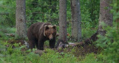 Ein Braunbär wandert durch einen dichten Wald, umgeben von hohen Bäumen und üppigem Grün.
