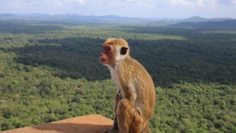 Ein Affe sitzt auf einem Felsen mit Blick über das grüne Umland von Sigiriya – Sri Lanka Reise mit Kindern