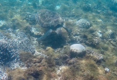 Eine Meeresschildkröte schwimmt über einen bunten Korallenriffboden, umgeben von verschiedenen Algen und Korallen.
