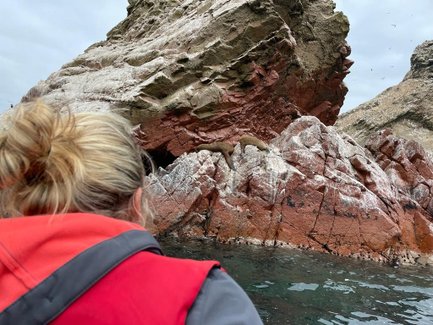 Eine Person in einem roten Anzug beobachtet Seelöwen, die auf den rot gefärbten Felsen in der Nähe des Wassers liegen.