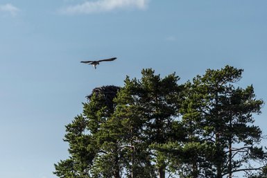 Ein majestätischer Vogel schwebt über einem Baum mit einem großen Nest, umgeben von grünen Tannen und blauem Himmel.