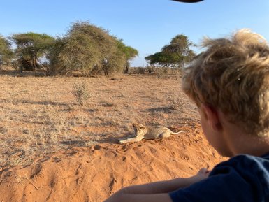 Ein Junge beobachtet einen Löwen in der Savanne von Tsavo East Nationalpark, umgeben von trockener Vegetation.