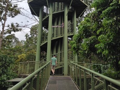 Brücke und Treppe führen durch die grüne Vegetation im Sepilok Rainforest Discovery Centre – Malaysia & Borneo Familienreise